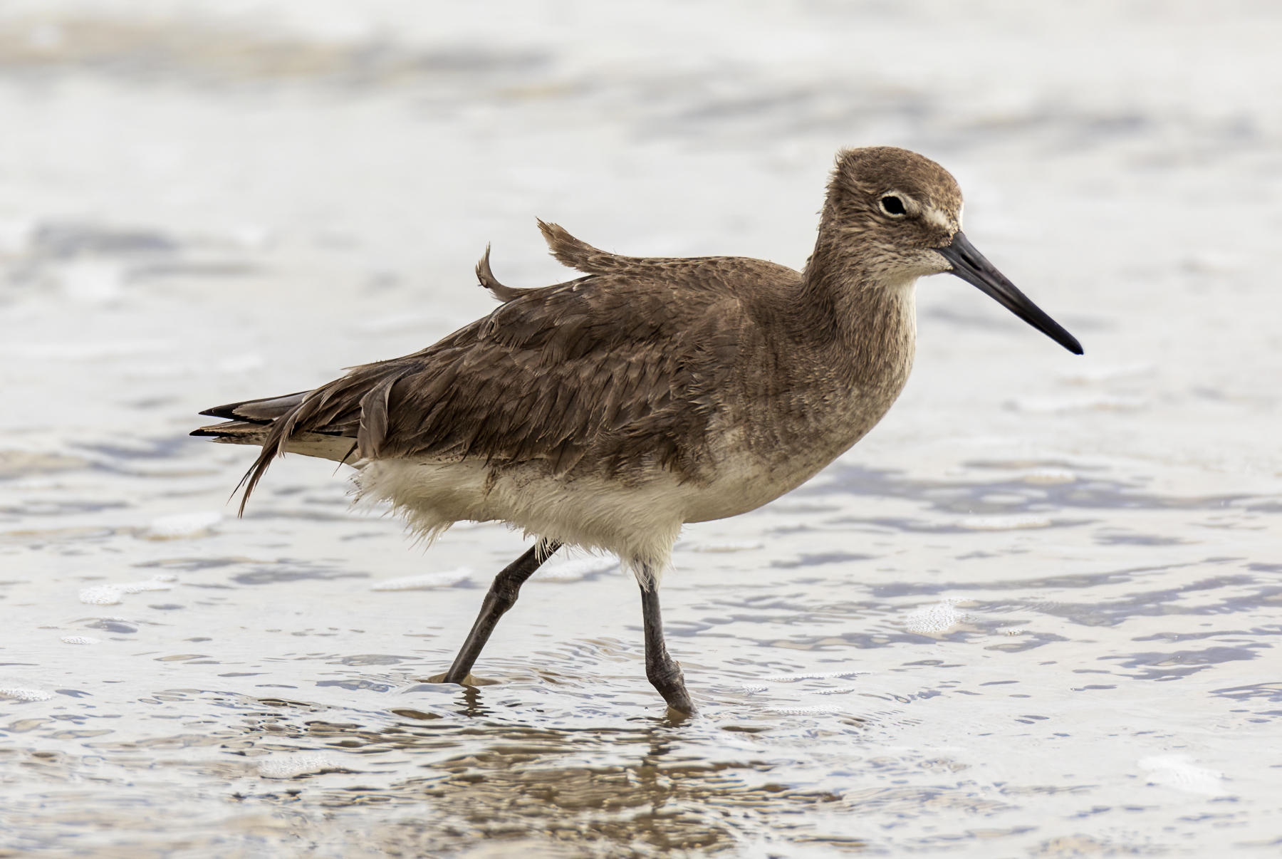 Red Knots Port Aransas 2023